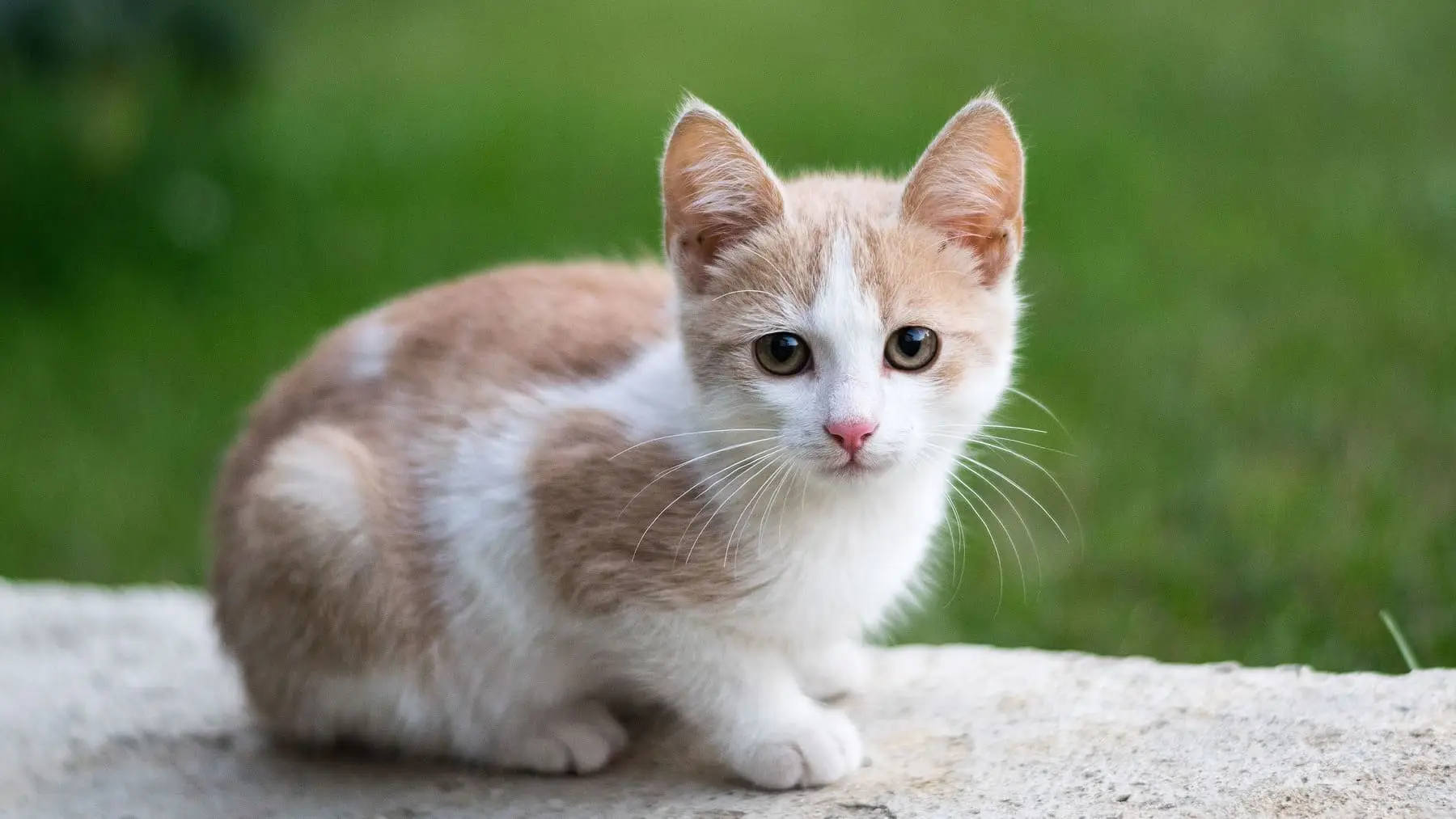 Il video più commovente del giorno: cucciolo cieco trova conforto tra le galline