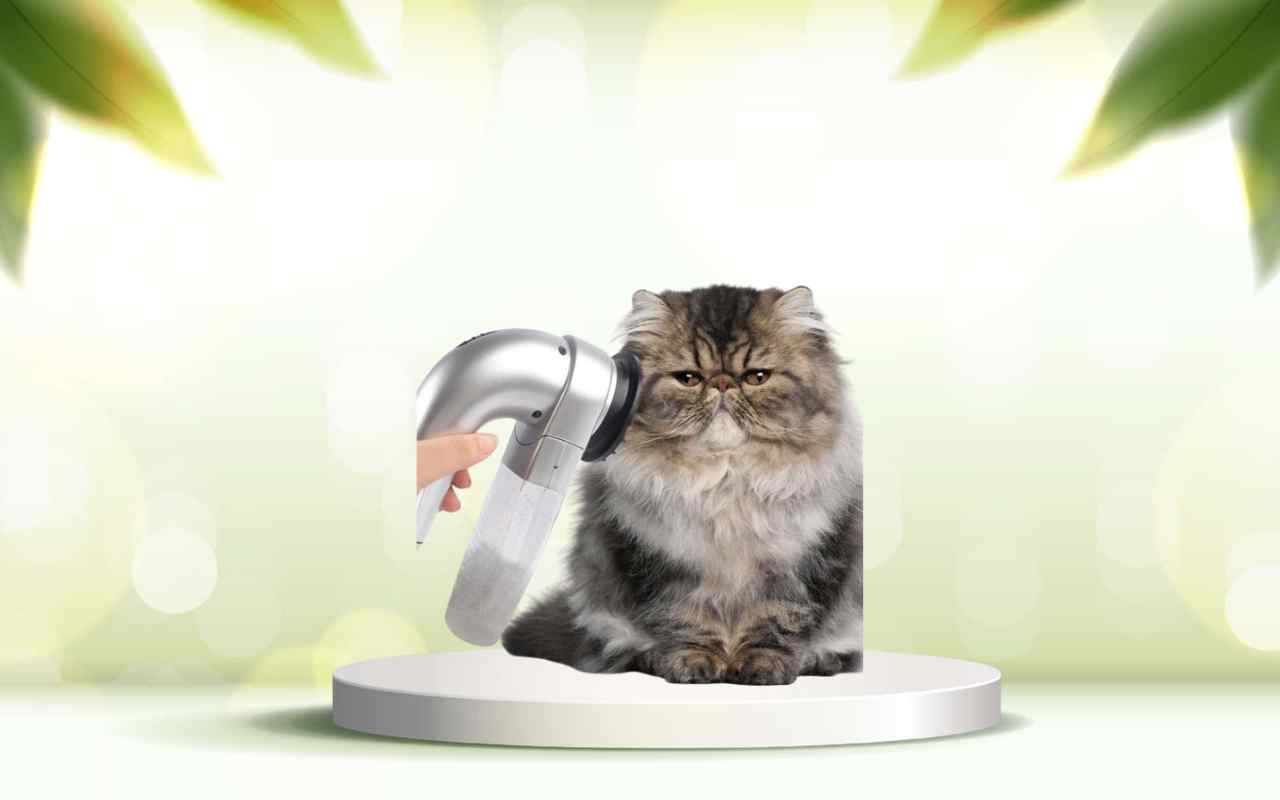 Elimina i peli degli animali in casa con SpazzolAmica: prova la novità ora